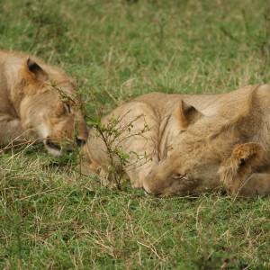 Zwei schlafende Löwinnen